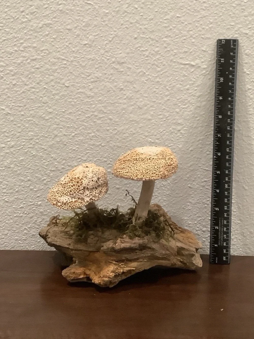 Driftwood Art, Driftwood & Seashell Mushrooms, Seashell Mushroom Art, Coastal